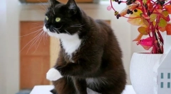 Cat frizura: skrb za zdravje in lepoto živali